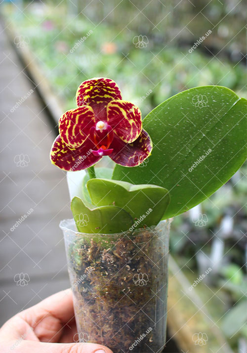 Phalaenopsis AL Sun Hannover 'Red' x Chingruey’s Tiger.jpg