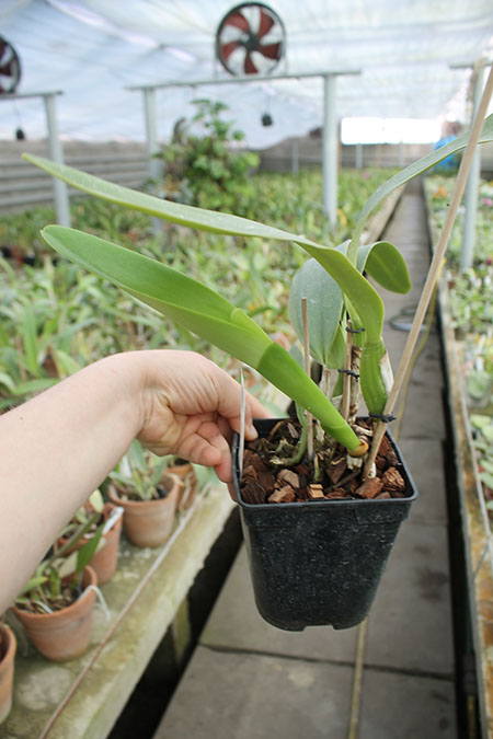 Cattleya labiata punctata x Cattleya labiata punctata (quase concolor) 'AWZ'.jpg