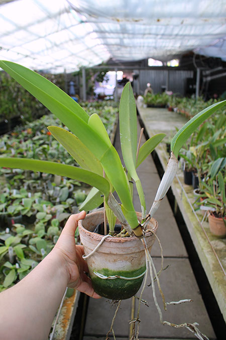Cattleya labiata alba 'Otima' XXX x Cattleya labiata roxo bispo 'Urbano'.jpg