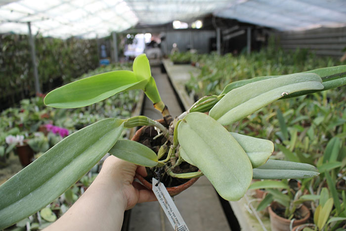 Cattleya labiata alba 'Jassira' (Z-86) x Cattleya labiata alba 'Pernambuco' (BH-200).jpg