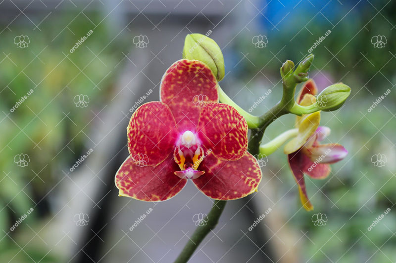 Phalaenopsis Lioulin Goldenfish x Princess Kaiulani flava.jpg