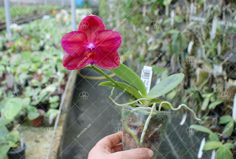 Phalaenopsis Mituo Sun 'Mituo#2' x Mituo King Bellina.jpg