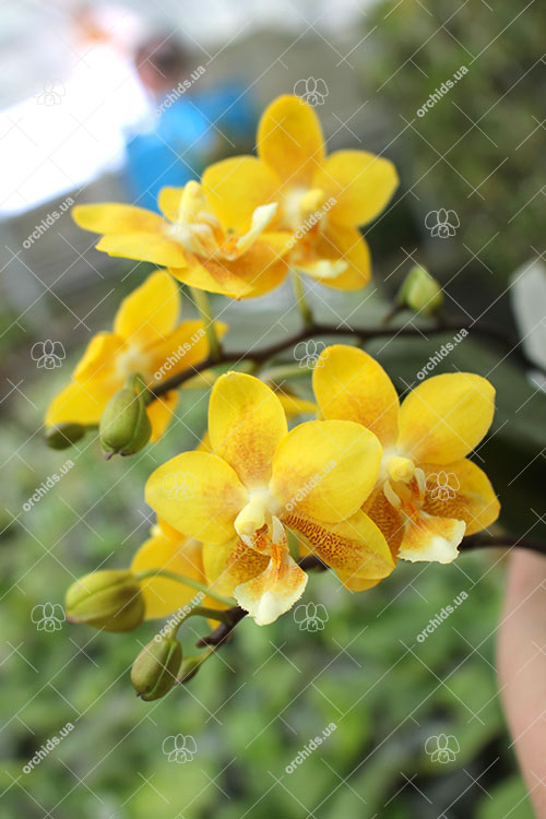 Phalaenopsis (stuartiana X Yungho Gelb Canary) x Stone Dance.jpg