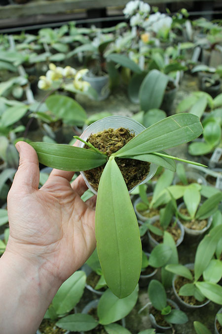 Phalaenopsis YangYang Blue Berry.jpg