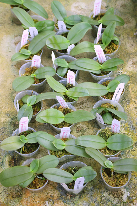 Phalaenopsis gigantea.jpg