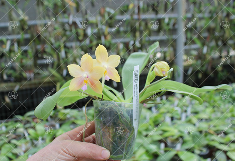 Phalaenopsis Lyndon Gold Ring x (Yin's Bellina Kaiulani x Ya-Yi Qin) 'Rainbow'.jpg