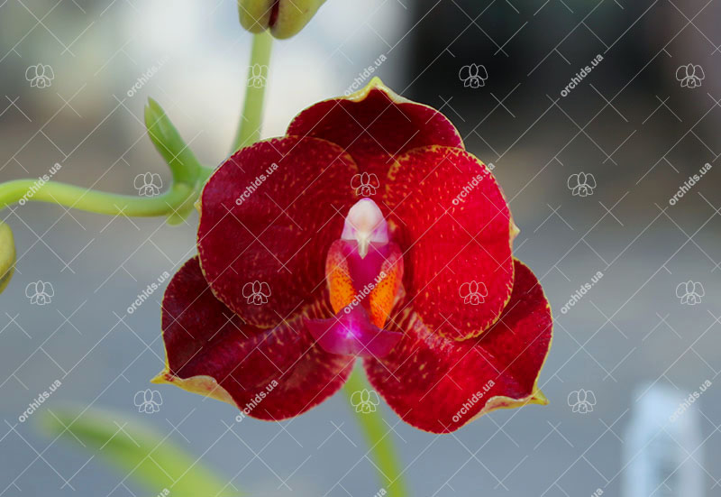 Phalaenopsis Mituo Sun 'Mituo #1' x Ld's Bear King 'YK-10'.jpg