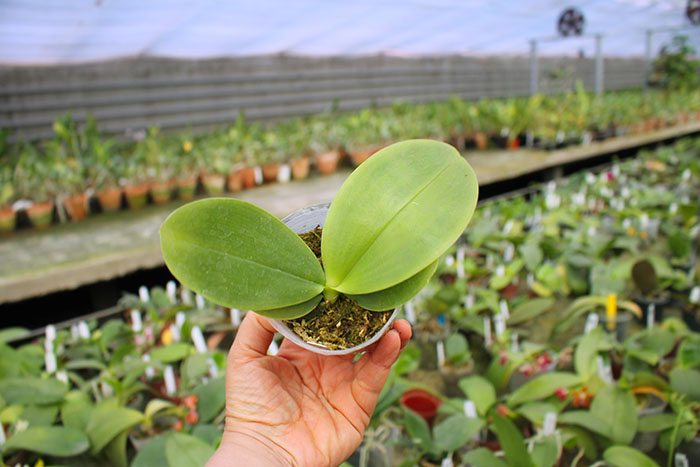 Phalaenopsis Mituo King Bellina 'Red Apple’.jpg