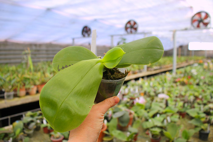 Phalaenopsis Mituo Prima 'Mituo#10'.jpg