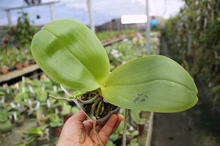 Phalaenopsis Mituo Sun Queen 'Lotus'.jpg