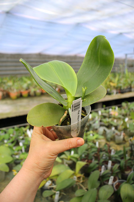 Phalaenopsis Mituo Prince 'Chin Ming'.jpg