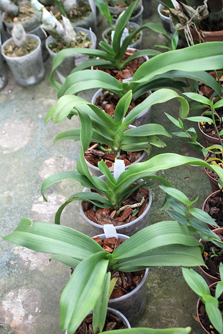 (Sedirea japonica-Vandopsis parishii) x Rhynchostylis gigiantea.jpg