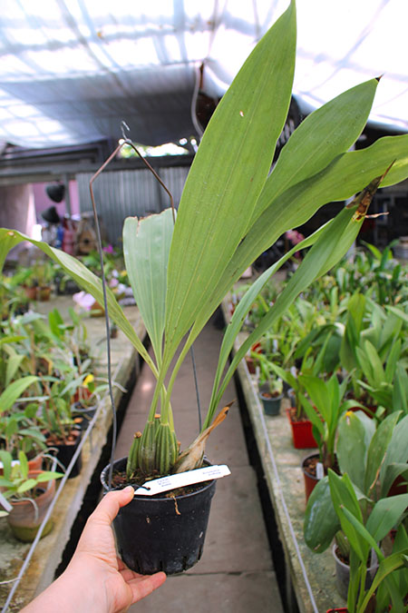 Gongora scaphephorus.jpg