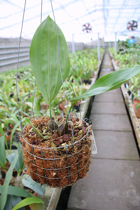 Stanhopea florida.jpg