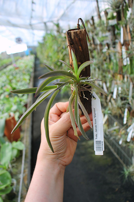 Tolumnia Jairak Firm 'Maroon'.jpg