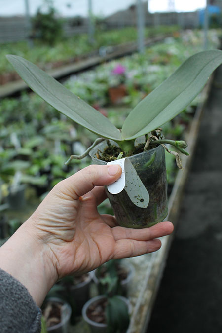 Phalaenopsis gigantea x Mituo Sun.jpg