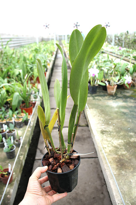 Potinara Chief Emperor 'Sunset'.jpg