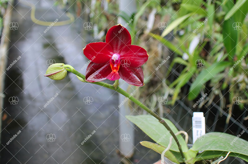 Phalaenopsis Mituo Sun 'Mituo #1' x Ld's Bear King 'YK-10'.jpg