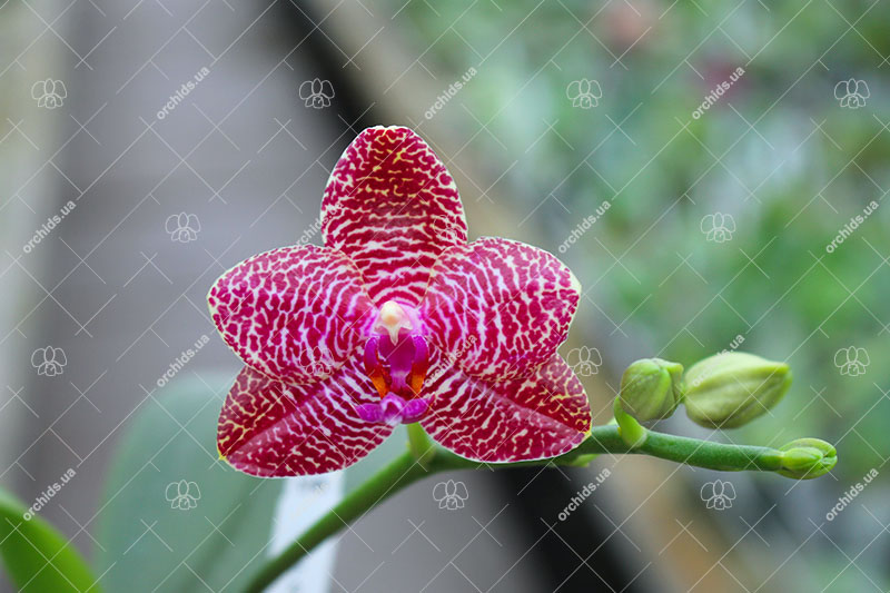 Phalaenopsis Al Green Eagle x Mituo Sun.jpg