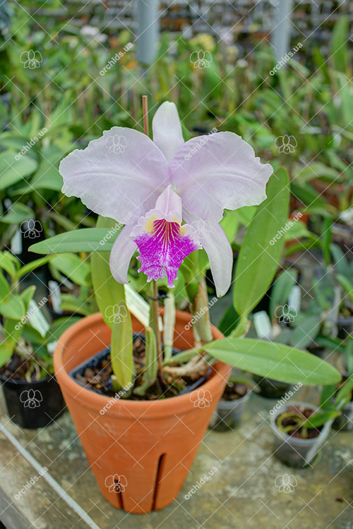 Cattleya lueddemanniana (coerulea 'Mariauxi' x tipo) x lueddemanniana coerulea 'Tania'.jpg