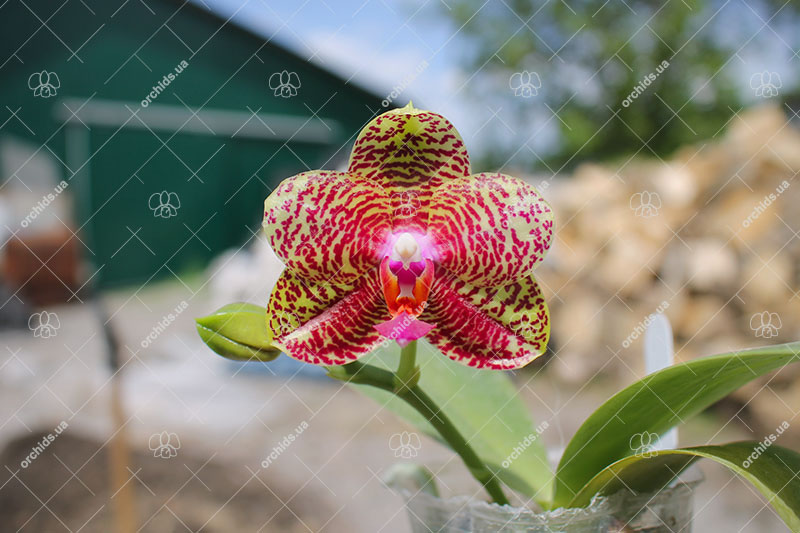 Phalaenopsis AL Sun Hannover 'A-Liang' (MC).jpg