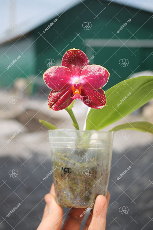 Phalaenopsis AL Sun Hannover 'Red' x Chingruey’s Tiger.jpg