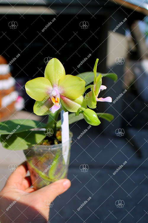 Phalaenopsis (Mituo Golden x Sogo Nihou) x Mituo Prince.jpg