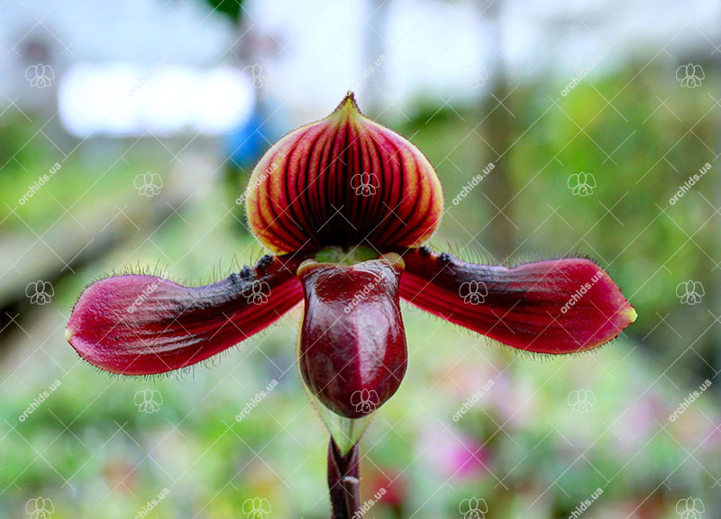 Paphiopedilum Hung Sheng Pulsar x celebensis.jpg