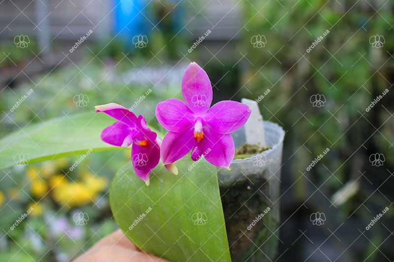Phalaenopsis tetraspis red x bellina blue.jpg