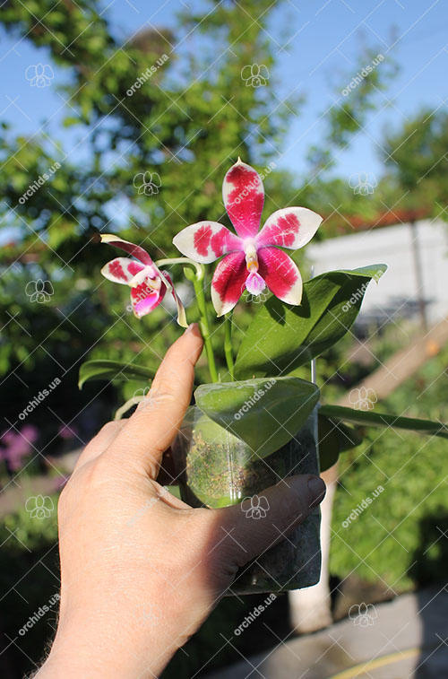 Phalaenopsis speciosa x Mituo Prince 'Bb'.jpg