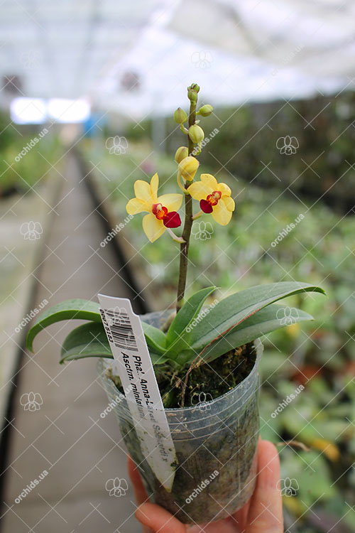 Phalaenopsis Anna-Larati Soekardi x Ascocentrum miniatum.jpg