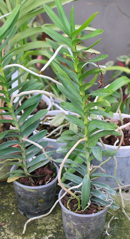 Christensonia vietnamica x Renanthera philippinensis.jpg