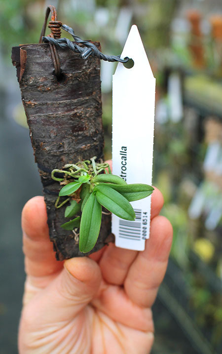 Haraella retrocalla.jpg