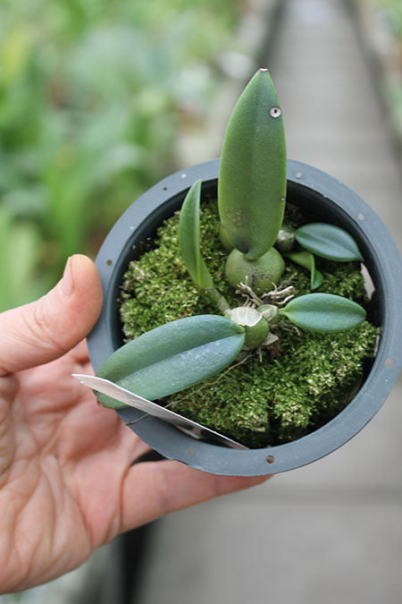 Trias disciflora.jpg