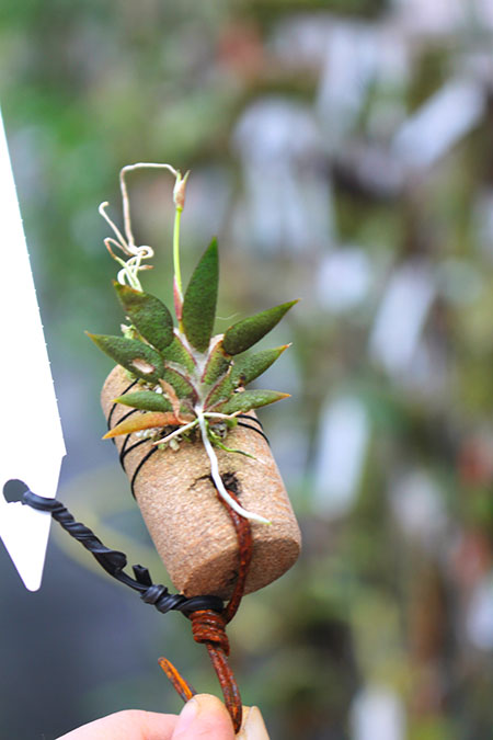 Macroclinium manabinum.jpg