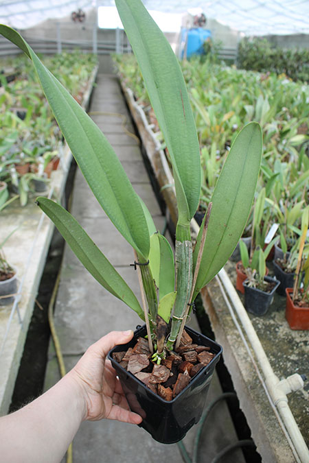Cattleya dowiana x Brassolaeliocattleya Goldenzelle 'Lemon Chiffon'.jpg