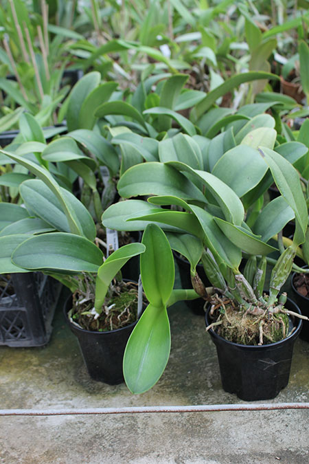 Cattleya Sea Breeze.jpg