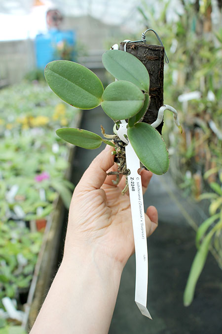 Cattleya schilleriana 'Zaslawski' x 'Surpresa'.jpg