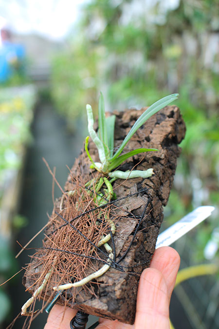 Aerangis rhodosticta.jpg