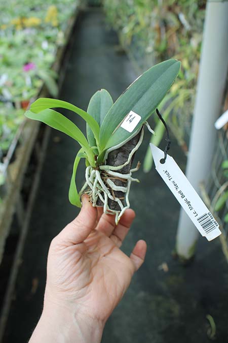 Laeliocattleya Magic Bell 'New Trick'.jpg