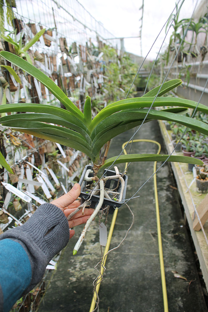 Vanda Jiraprapa x Suksamran Spot.jpg