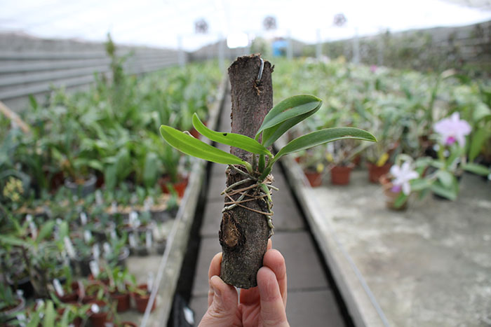 Laelia alaori escura II x Laelia alaori escura I.jpg