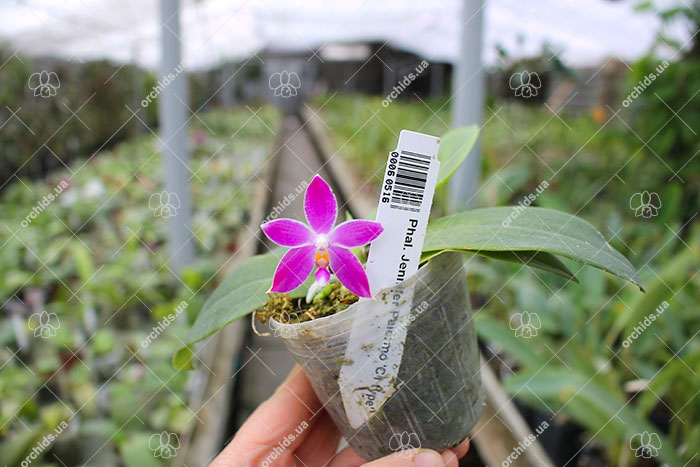 Phalaenopsis Jennifer Palermo 'C1 type'.jpg