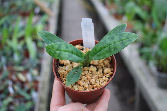 Paphiopedilum curtisii.jpg