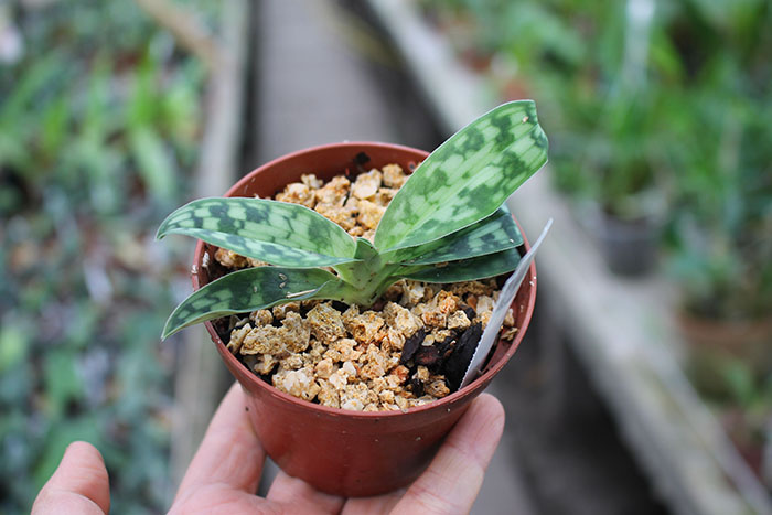 Paphiopedilum purpuratum.jpg