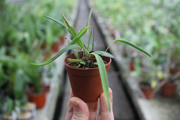 Pleurothalis dilemma.jpg