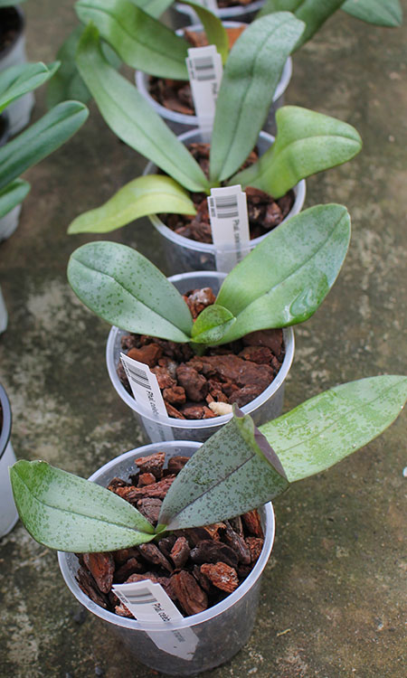 Phalaenopsis celebensis x mariae.jpg