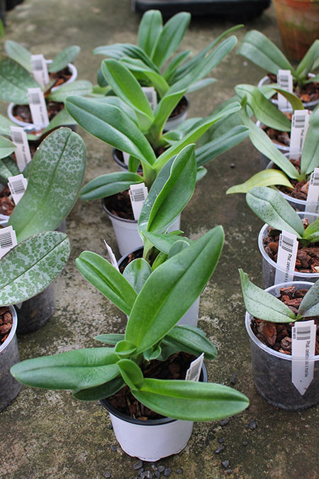 Paphiopedilum Rosy Dawn.jpg