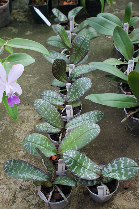 Phalaenopsis stuartiana punctatissima.jpg