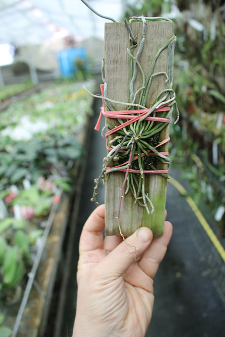 Chiloschista lunifera.jpg